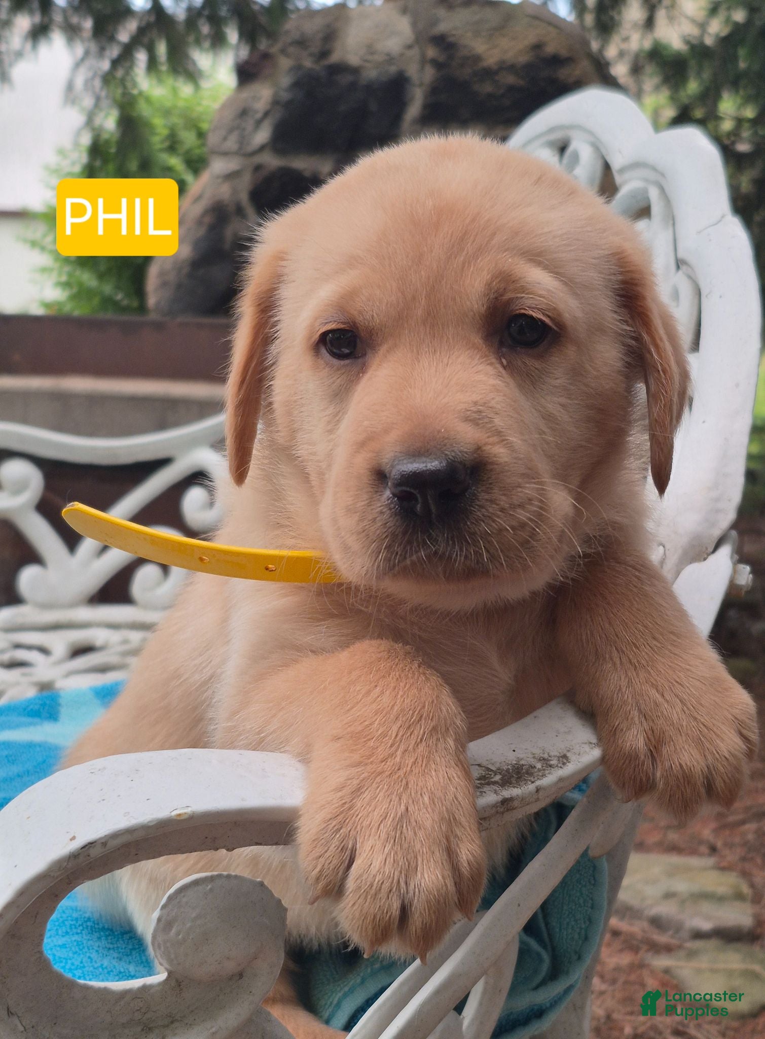 Labrador Retriever dogs Phil - Ad 1