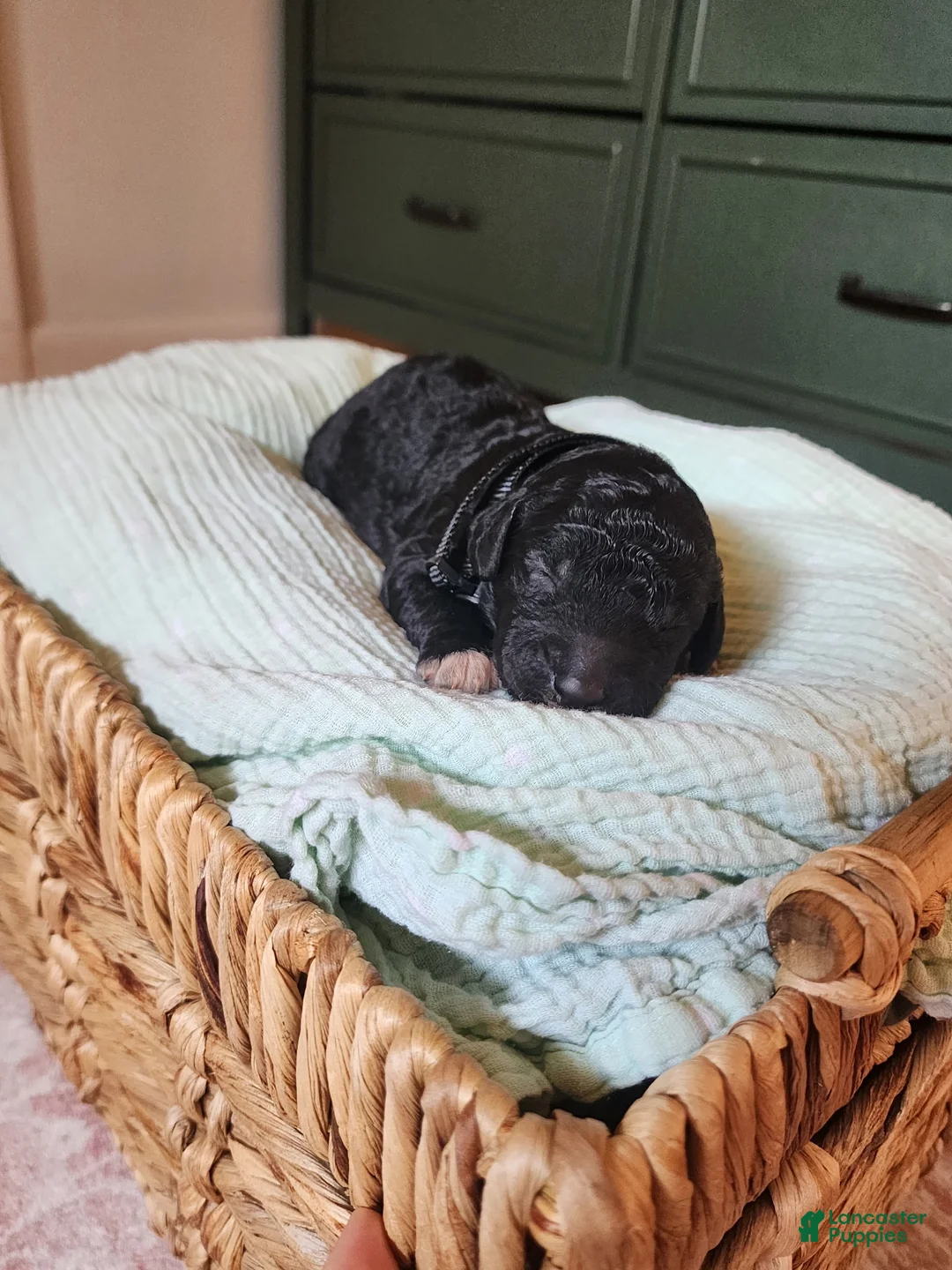 Mixed Breed dogs for sale: Cooper - Ad 2