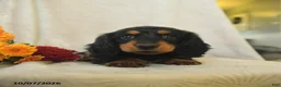 Miniature Dachshund dogs for sale: Kassie - Ad 4