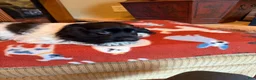 Cocker Spaniel dogs for sale: Black Jack - Ad 5