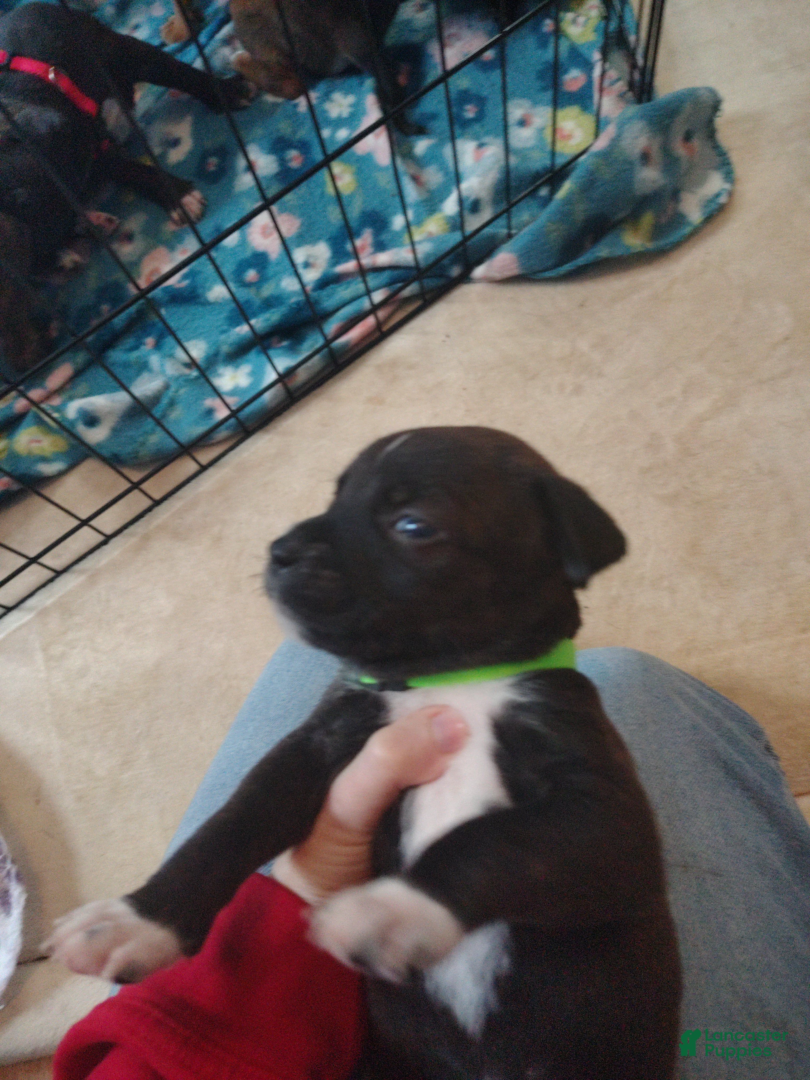 Mixed Breed dogs Green collar  - Ad 2