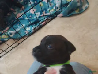 Mixed Breed dogs Green collar - Ad 2