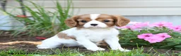 Cavalier King Charles Spaniel dogs for sale: Jane - Ad 1