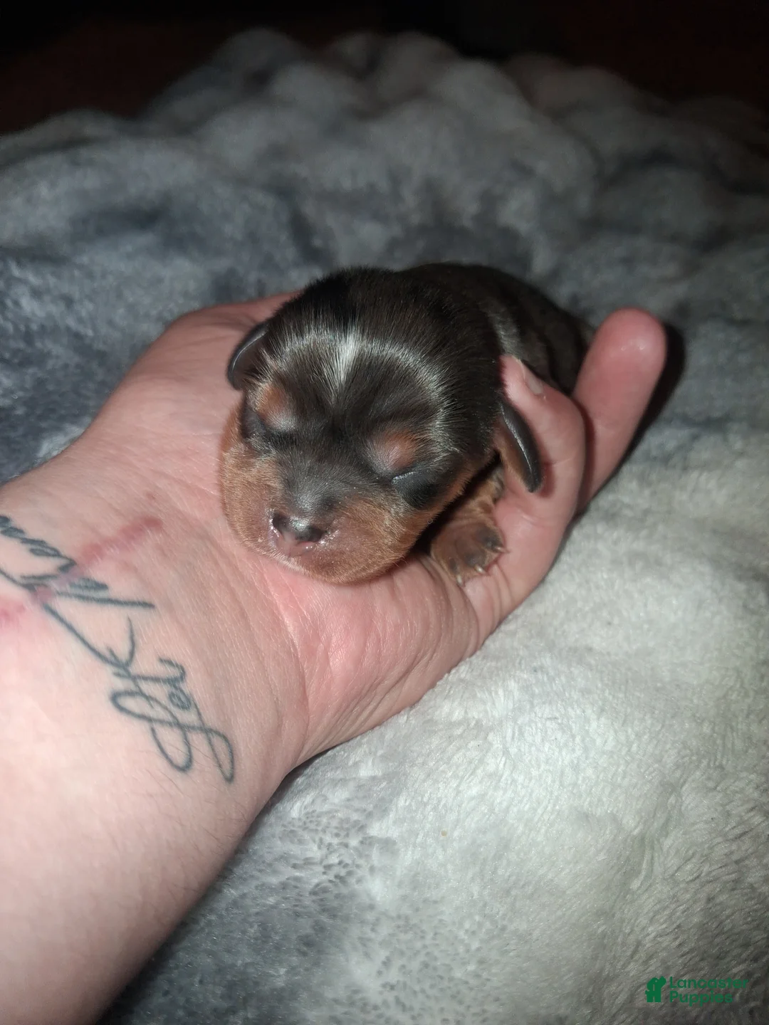 Cavalier King Charles Spaniel dogs for sale: Damon - Ad 1