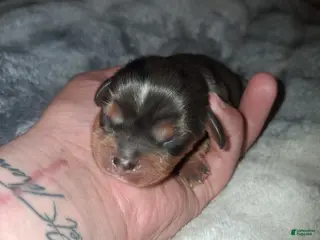 Cavalier King Charles Spaniel dogs Damon - Ad 9