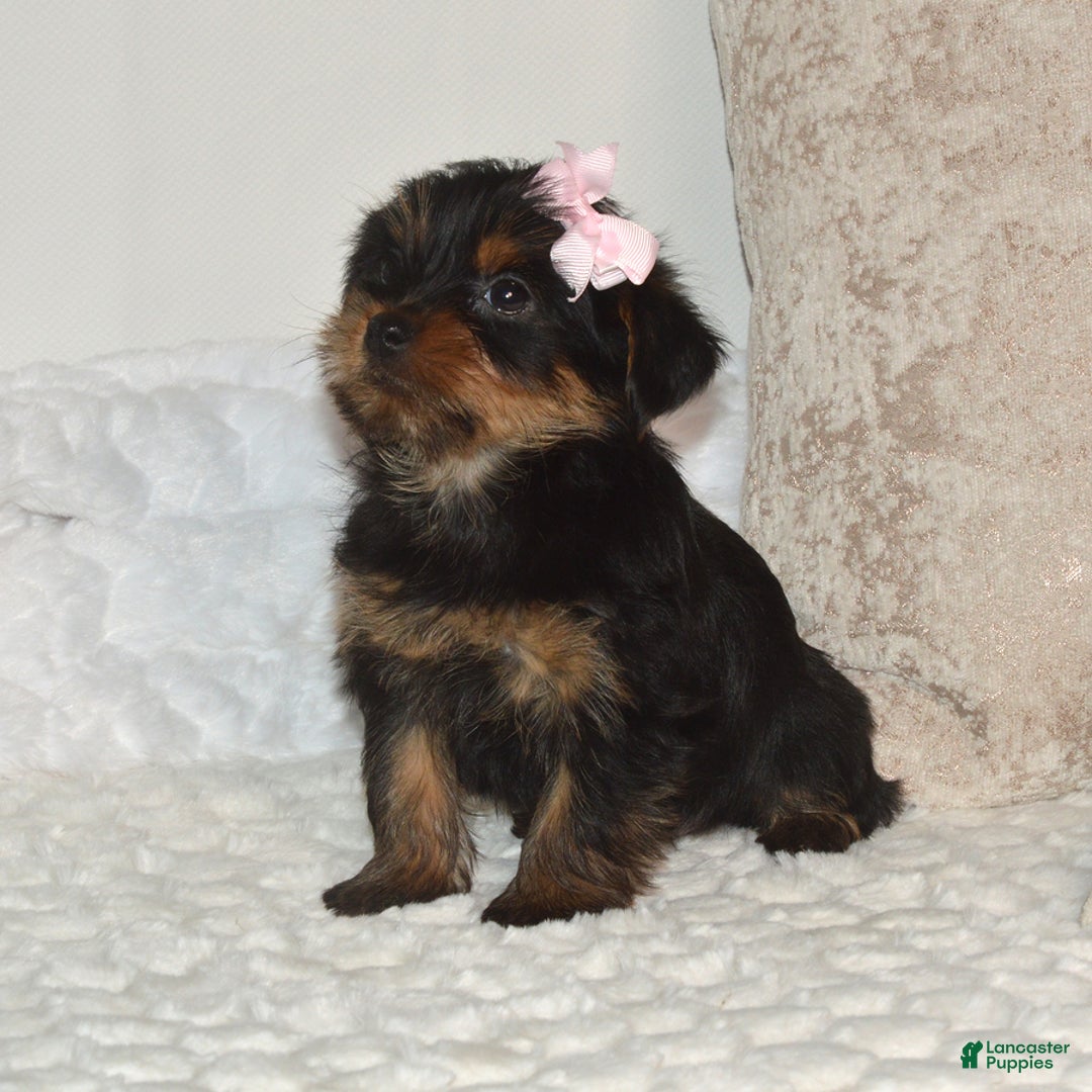 Yorkshire Terrier dogs for sale: Dixie - Ad 6