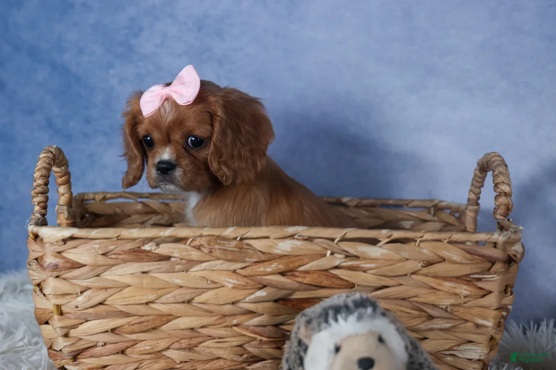 Cavalier King Charles Spaniel dogs for sale: Pippin - Ad 8