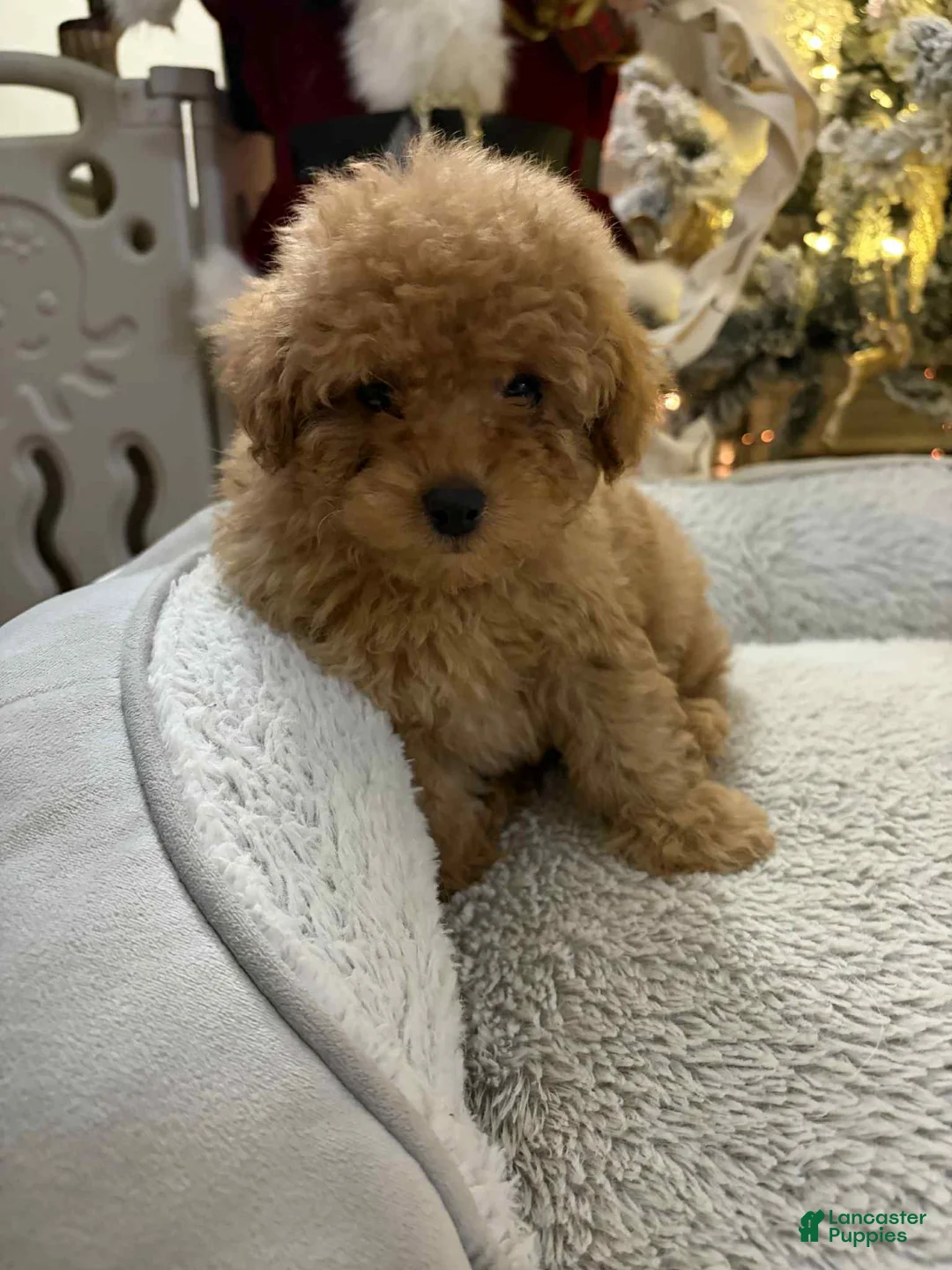 Toy Poodle dogs for sale: Mickey - Ad 1