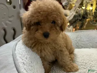 Toy Poodle dogs Mickey - Ad 41
