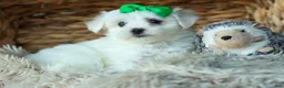Maltese dogs for sale: PACO - Ad 14