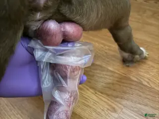 American Bully dogs STUD SERVICE AVAILABLE 🧬💉💦🐶 - Ad 4