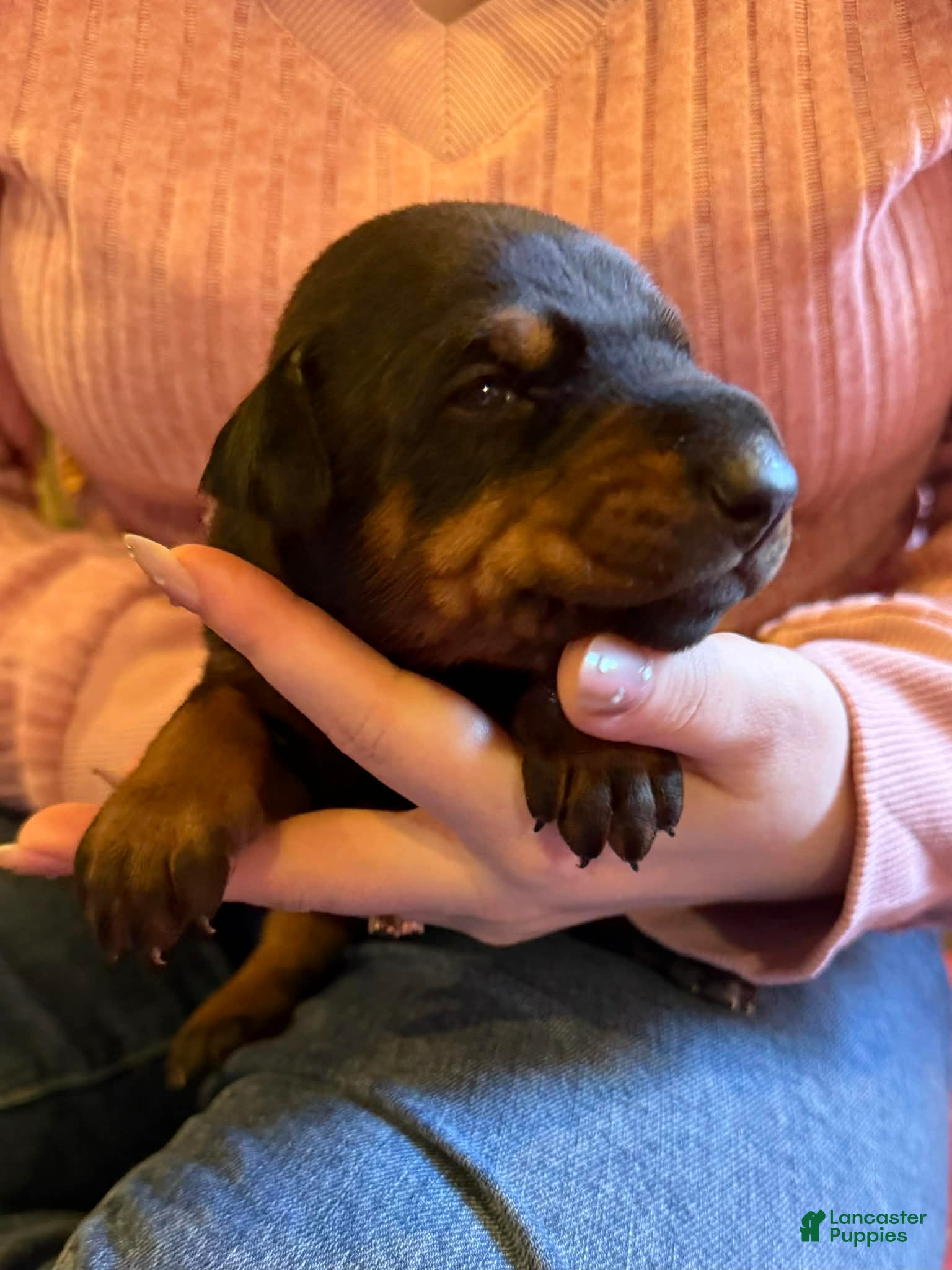 Doberman Pinscher dogs with Ear Crop - Ad 5