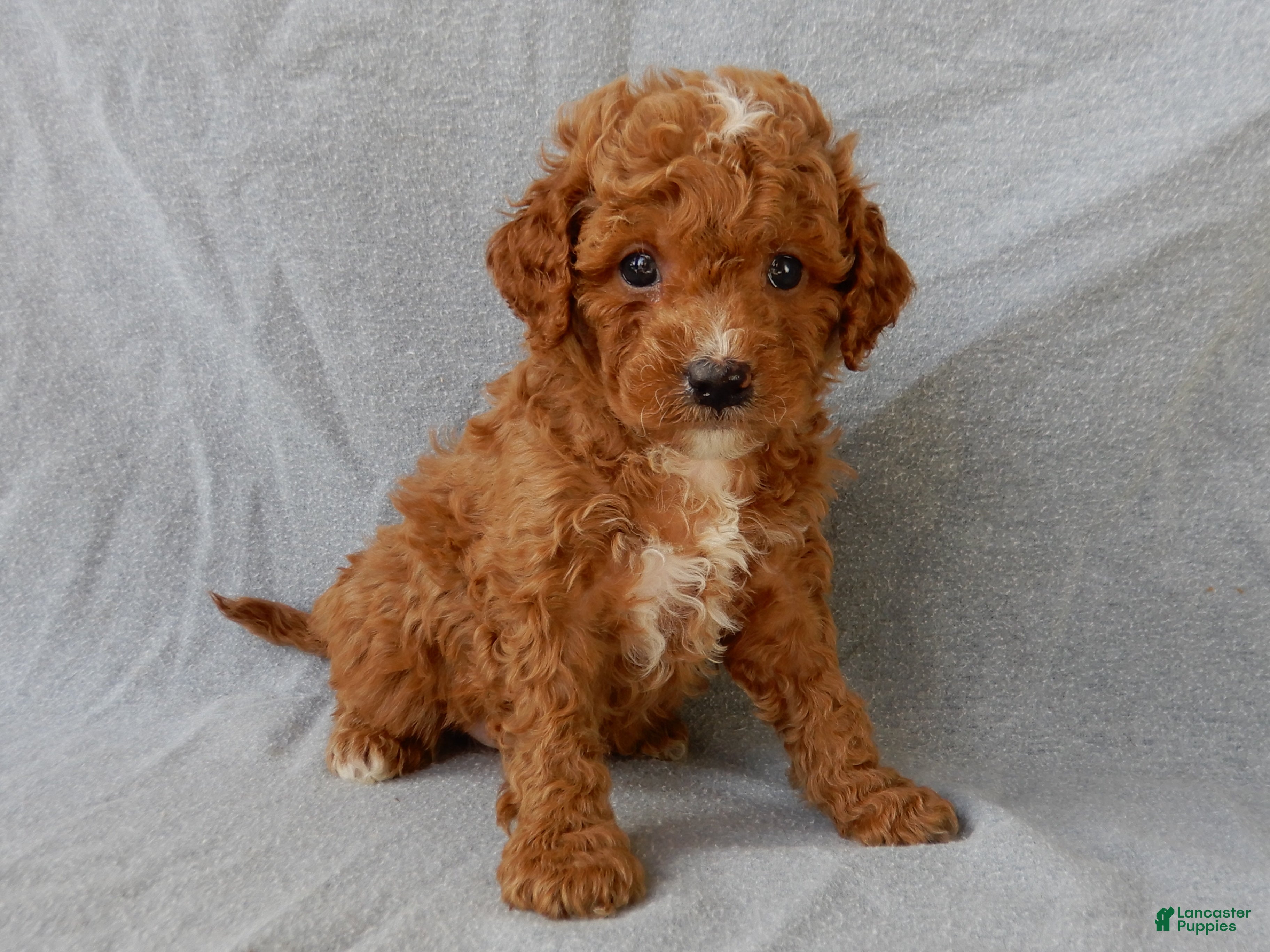 Cavapoo dogs Benji - Ad 2