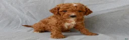 Cavapoo dogs for sale: Benji - Ad 2