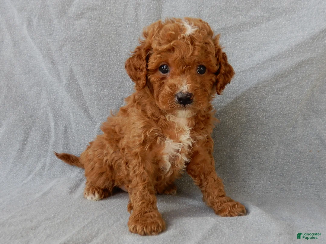 Cavapoo dogs for sale: Benji - Ad 2