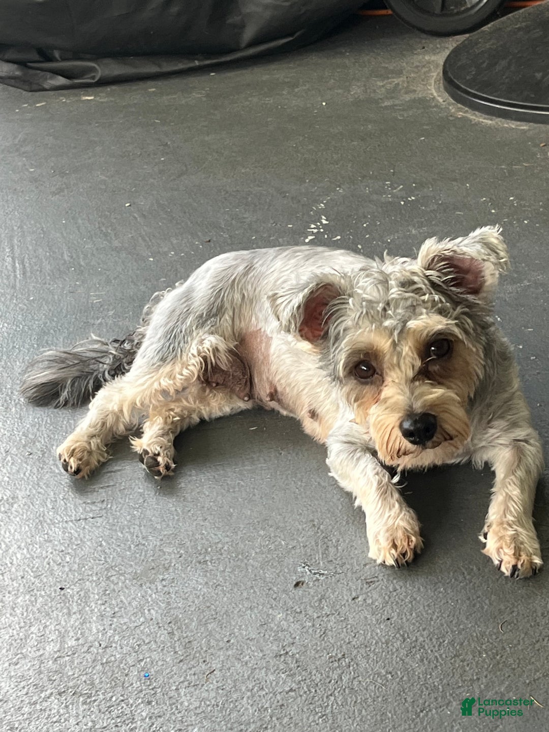 Yorkiepoo dogs for sale: Yorkiepoo Puppy 1 - Ad 2