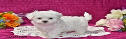 Maltipoo dogs for sale: Blake - Ad 1