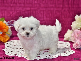 Maltipoo dogs Blake - Ad 6