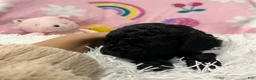 Cavapoo dogs for sale: Stella - Ad 4