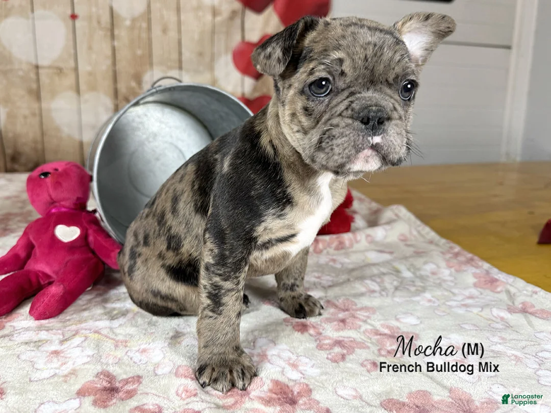 Mixed Breed dogs for sale: Mocha - Ad 3