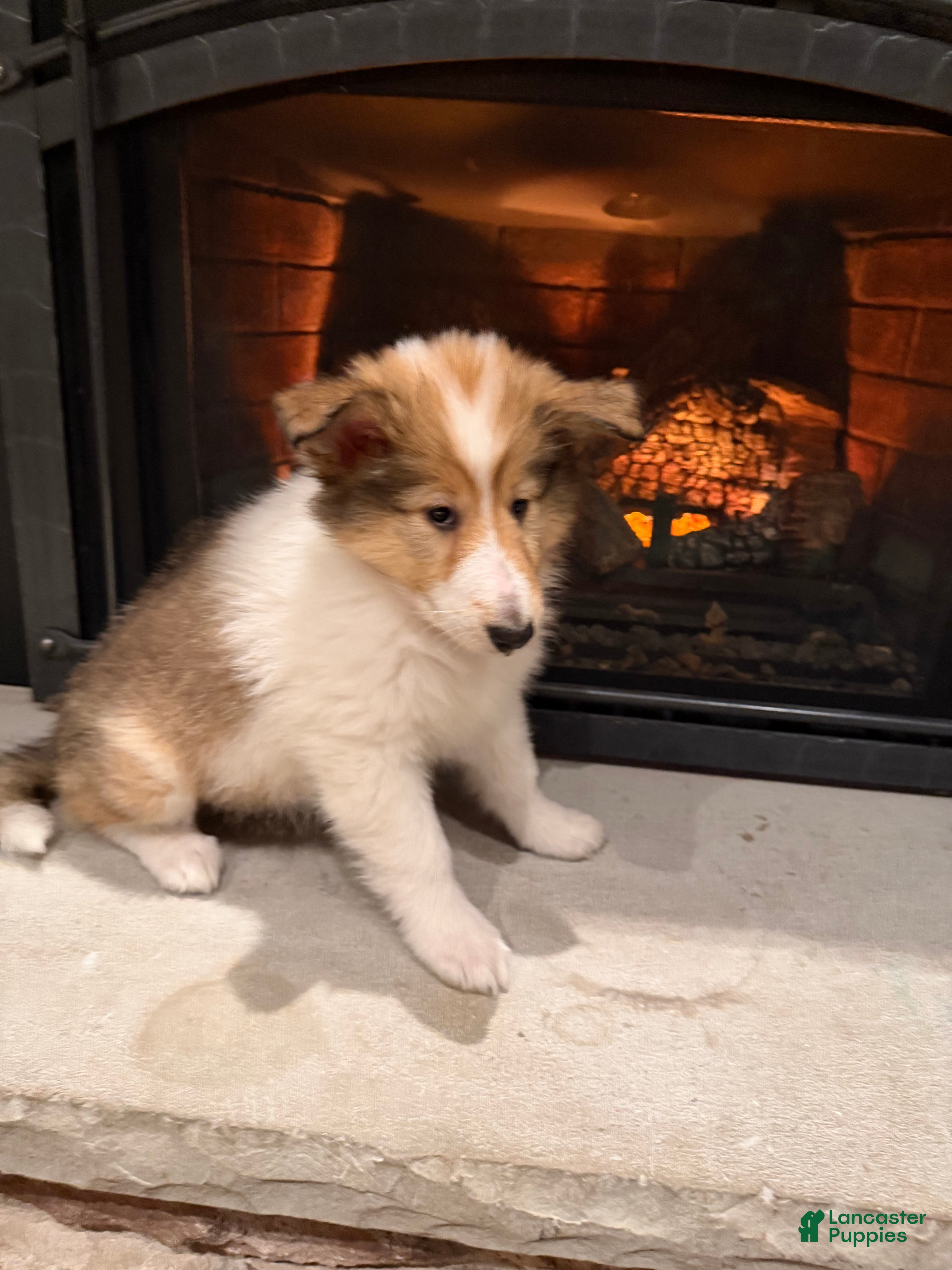 Collie dogs Collie Puppy 1 - Ad 18