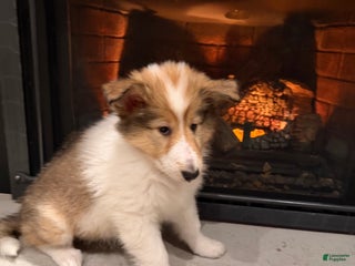 Collie dogs Collie Puppy 1 - Ad 10