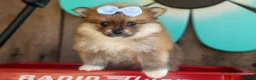 Pomeranian dogs for sale: Flossie  - Ad 7
