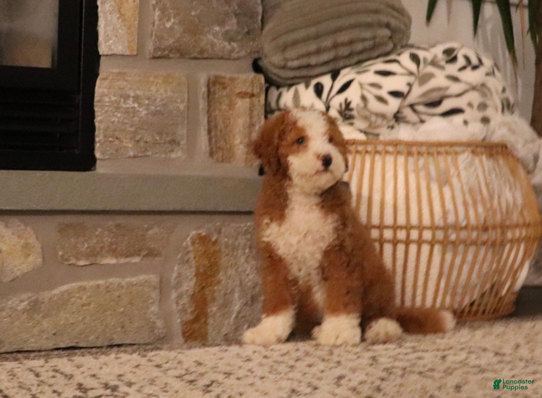 Bernedoodle dogs for sale: Lexi - Ad 1