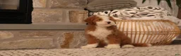 Bernedoodle dogs for sale: Lexi - Ad 1