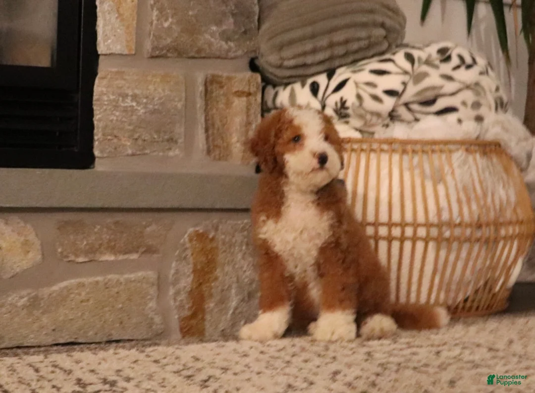 Bernedoodle dogs for sale: Lexi - Ad 1