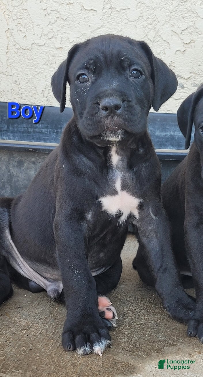 Cane Corso dogs Apollo - Ad 2