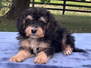 Mini Bernedoodle dogs - Ad 36