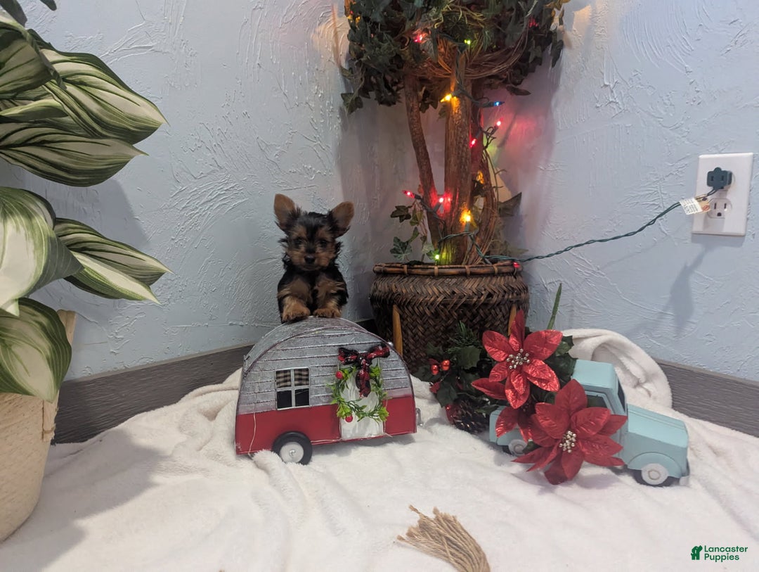 Yorkshire Terrier dogs for sale: Ziva - Ad 11