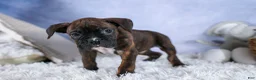 Boxer dogs for sale: Striker - Ad 7