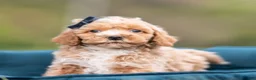 Maltipoo dogs for sale: Pimpie - Ad 4