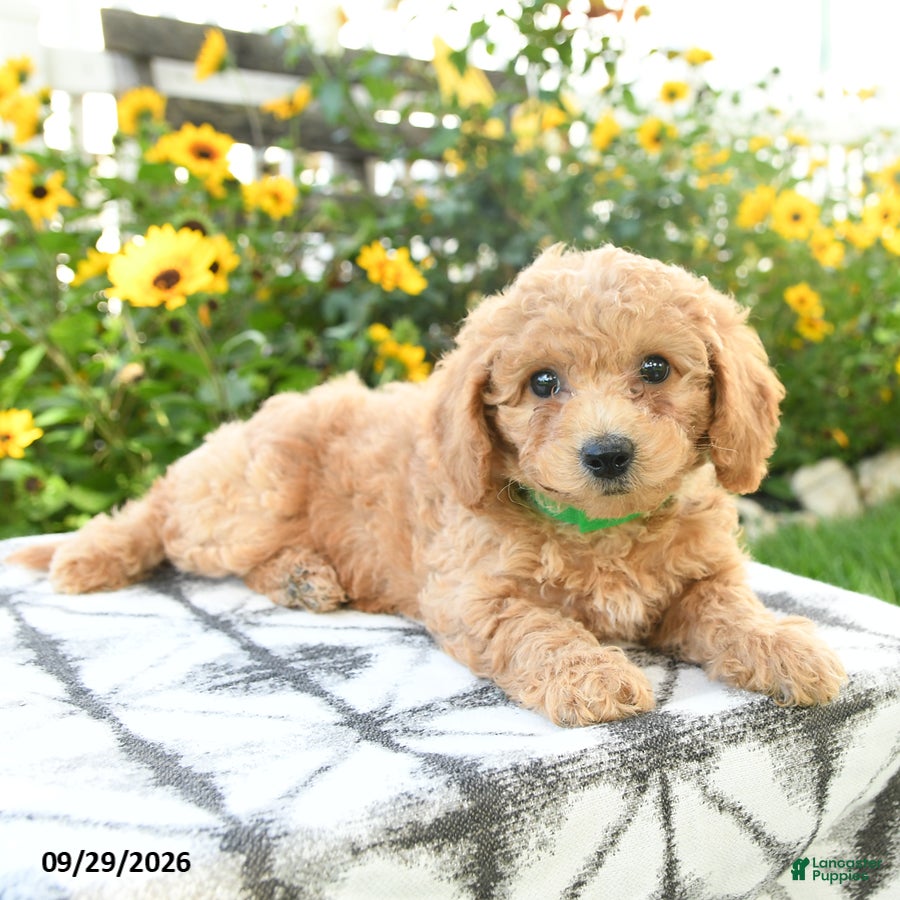 Bichpoo dogs Adley - Ad 2