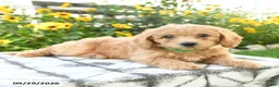 Bichpoo dogs for sale: Adley - Ad 2
