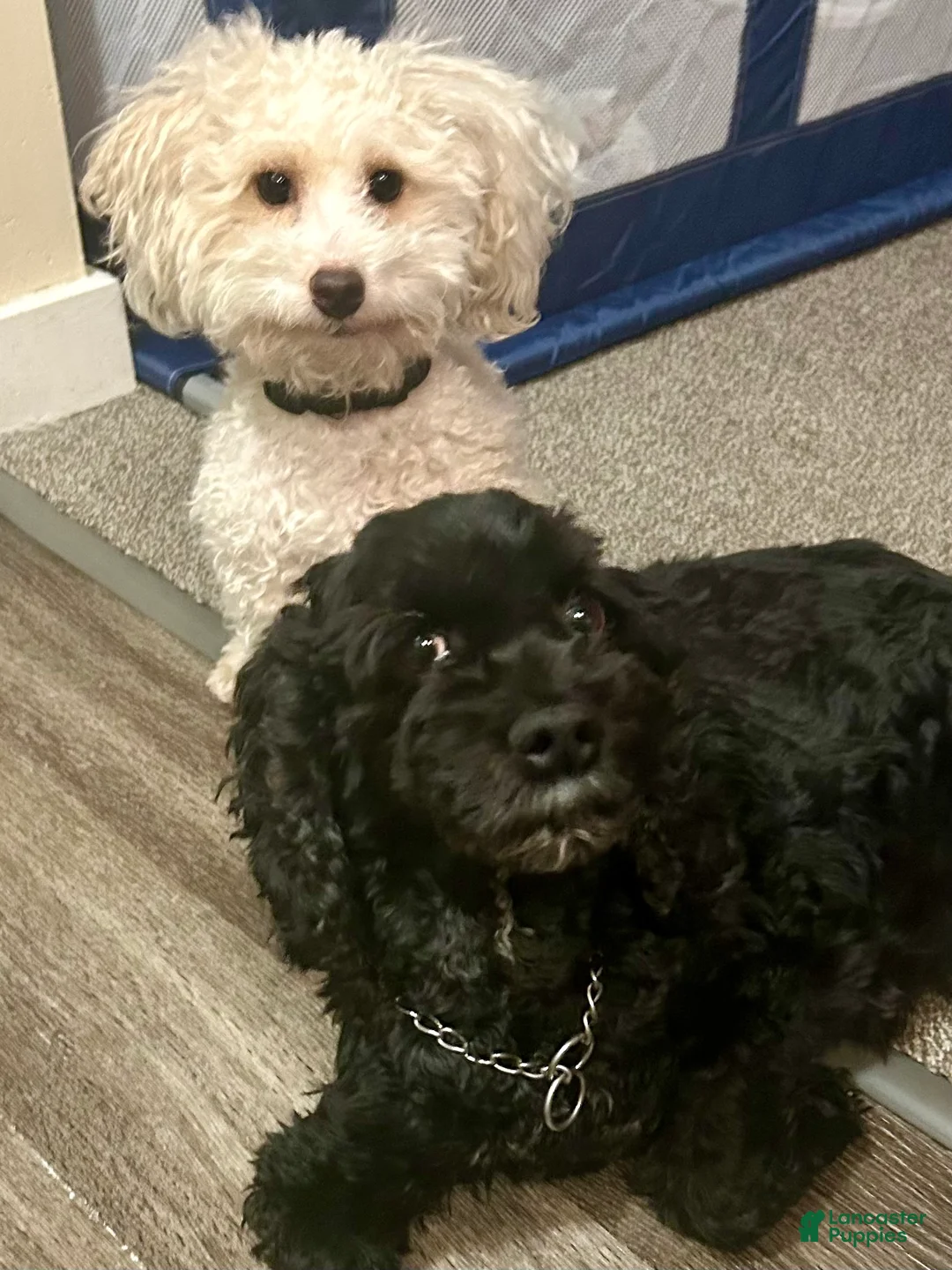 Cockapoo dogs for sale: Cockapoo Puppy 1 - Ad 3