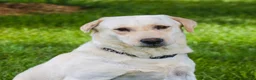Labrador Retriever dogs for sale: Sparkle - Ad 4