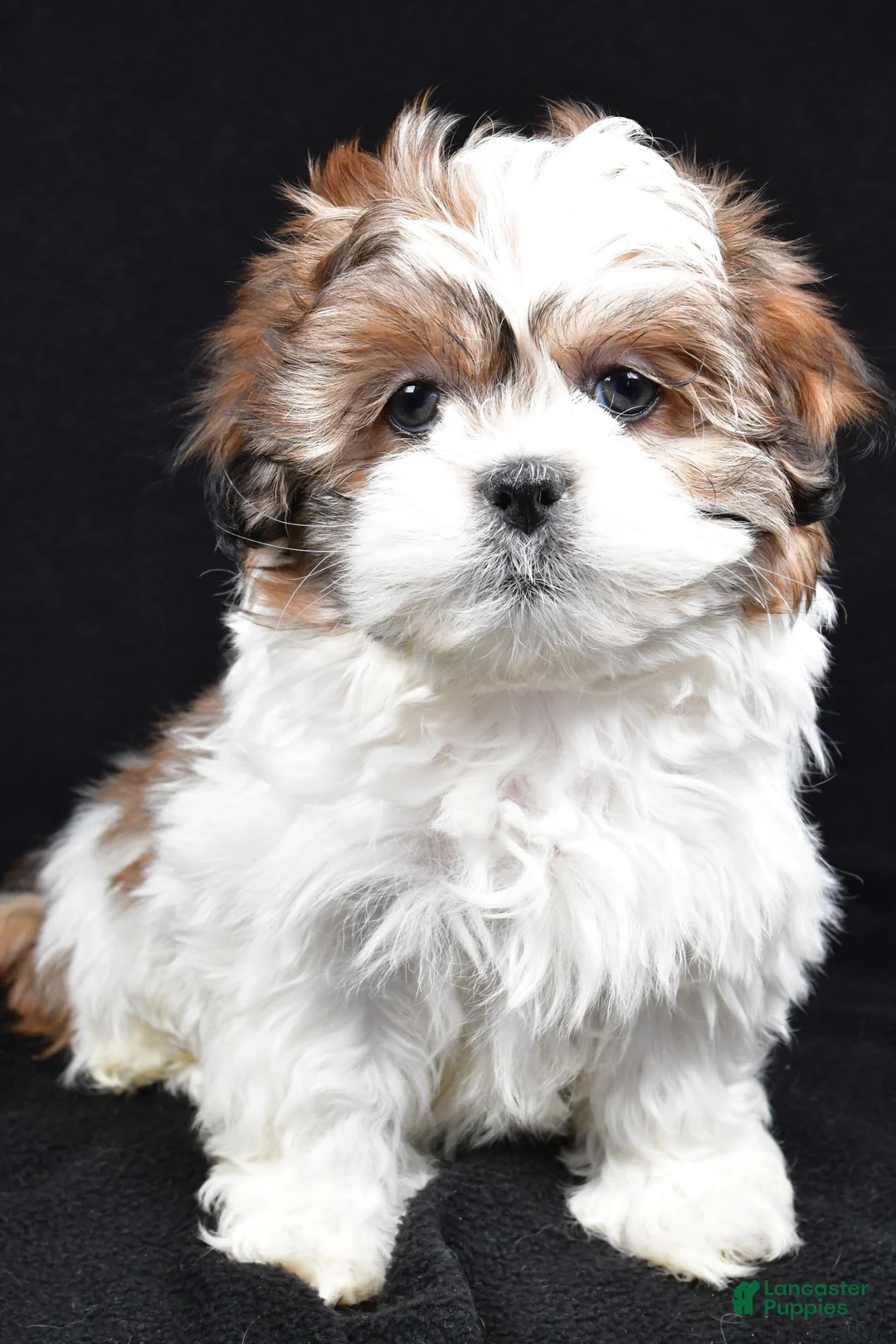 Teddy Bear dogs for sale: Ellie - Ad 7