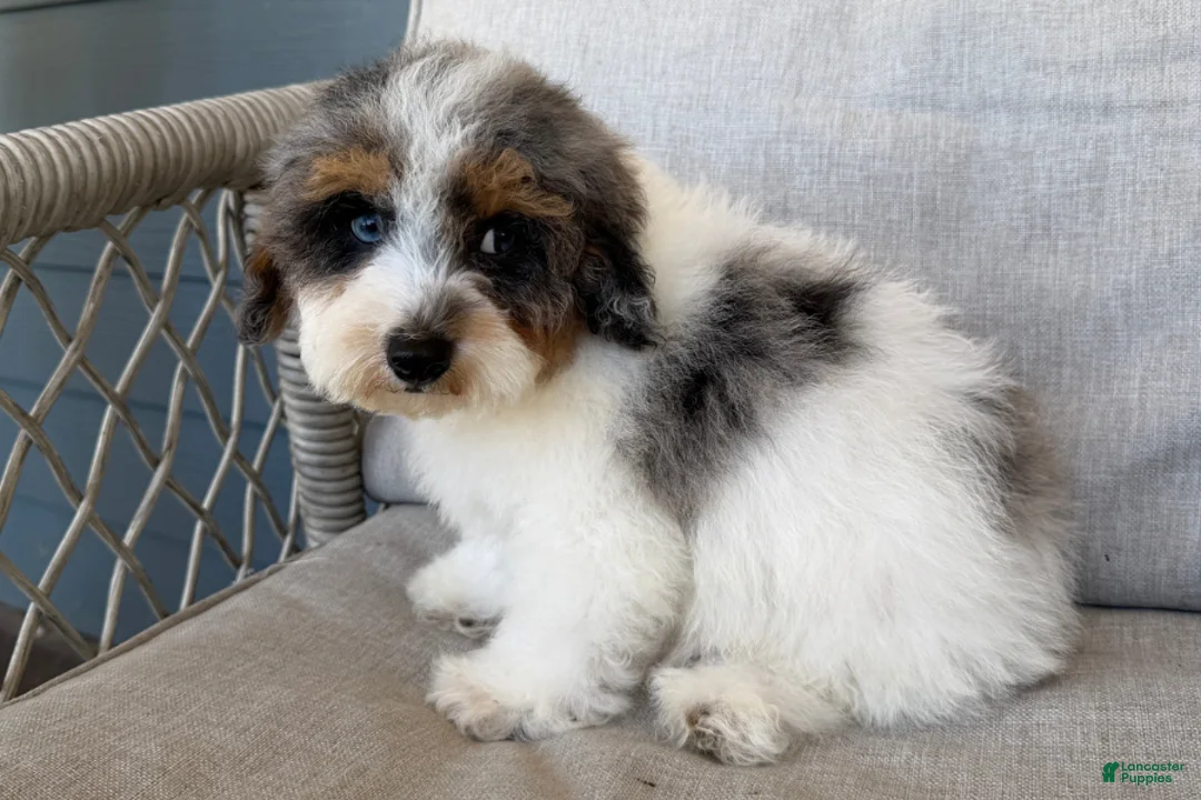 Cavapoo dogs for sale: Smudge - Ad 1