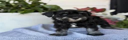 Miniature Schnauzer dogs for sale: Lin - Ad 13