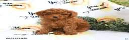 Toy Poodle dogs for sale: Carter - Ad 1