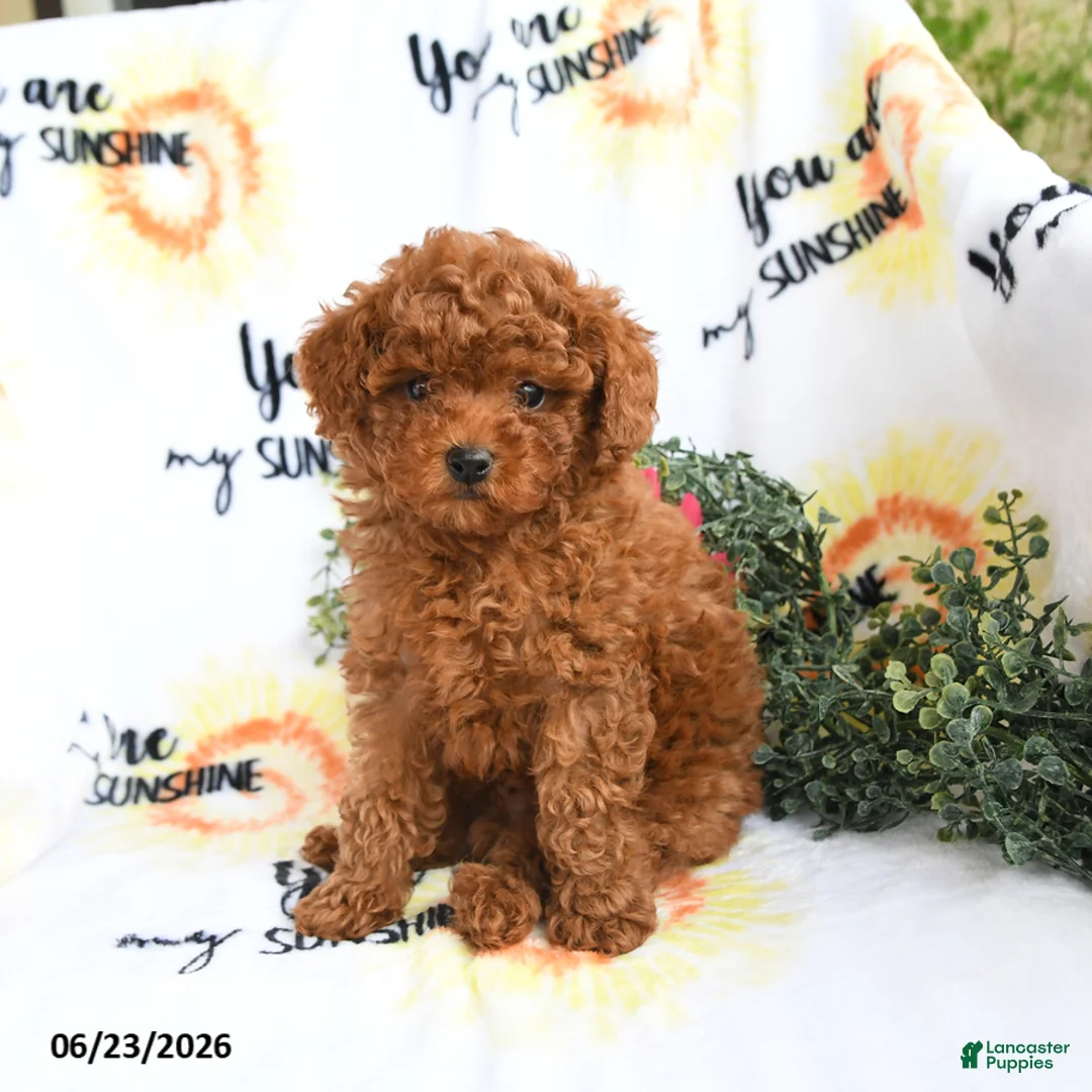 Toy Poodle dogs for sale: Carter - Ad 1