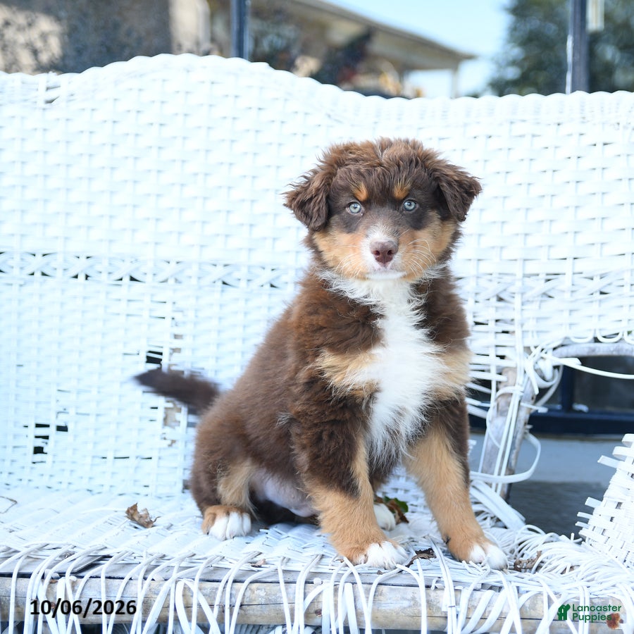 Australian Shepherd dogs Galaxy - Ad 2