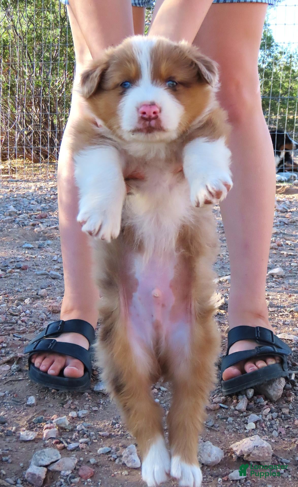 Australian Shepherd dogs Red merle male with 1.5 blue eyes - Ad 2
