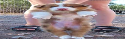 Australian Shepherd dogs for sale: Red merle male with 1.5 blue eyes - Ad 2