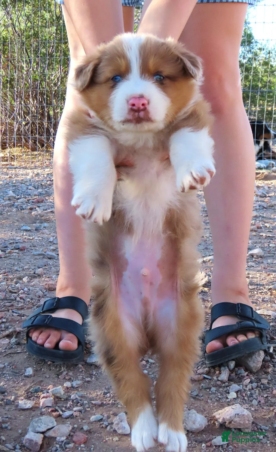 Australian Shepherd dogs for sale: Red merle male with 1.5 blue eyes - Ad 2