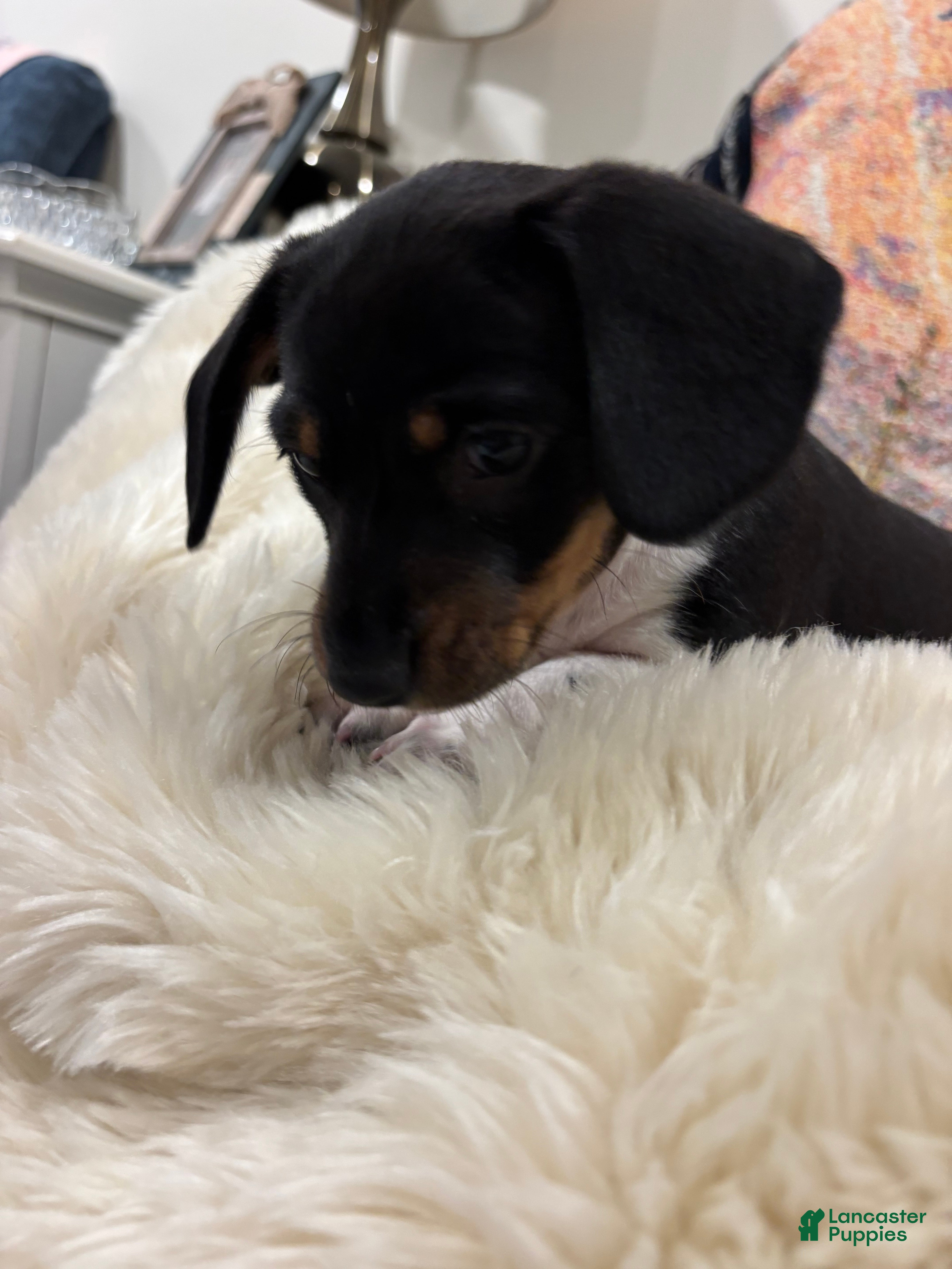 Dachshund dogs Jade - Ad 2