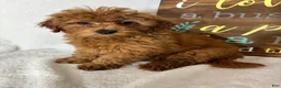 Mini Goldendoodle dogs for sale: Goldie - Ad 2